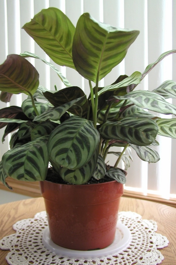 houseplants | low light houseplants | low light | indoor plants | plants | trees | indoor trees 