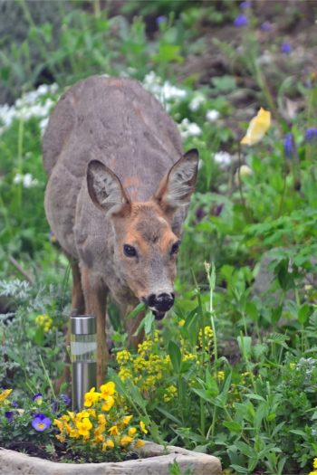 deer resistant bulbs | deer | bulbs | flowers | plants | deer resistant | mountains 