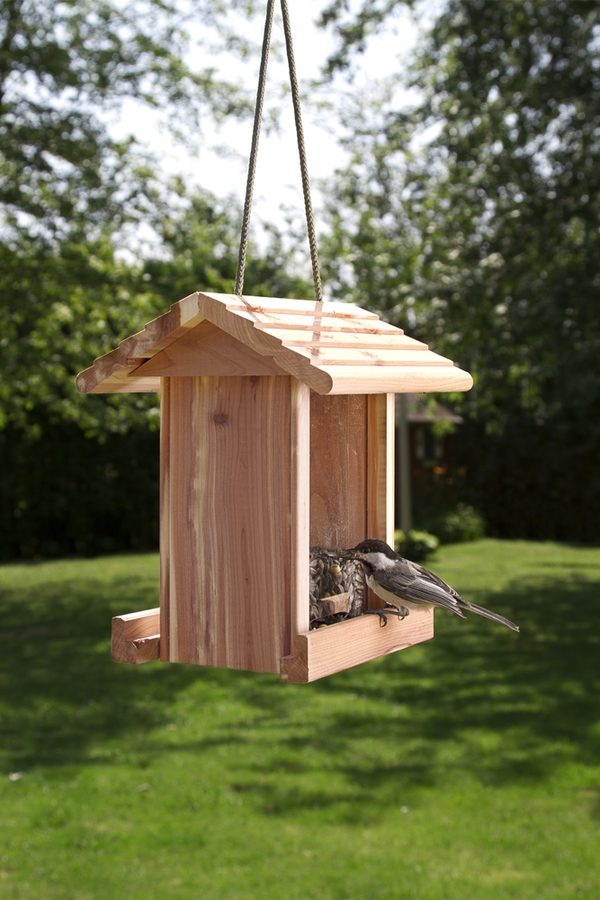 bird watching | birds | how to attract birds to your yard | attract birds to your yard | bird | bird feeder | bird bath | bird food | bird shelter 