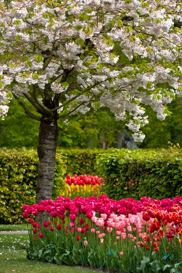 april gardening tips | april | garden | gardening | garden tips | gardening tips | tips for the garden 