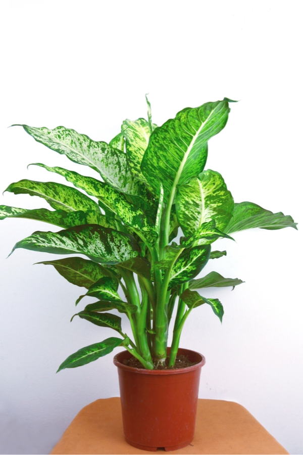 houseplants | low light houseplants | low light | indoor plants | plants | trees | indoor trees 
