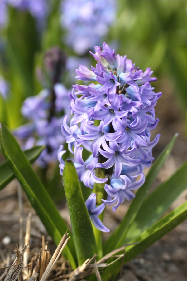 purple flowers | favorite flowers | flowers | garden | gardening | flower bed | yard | purple 
