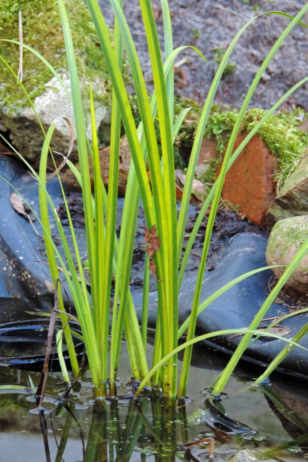 7 Dwarf Ornamental Grasses For Container Gardening ~ Bless My Weeds