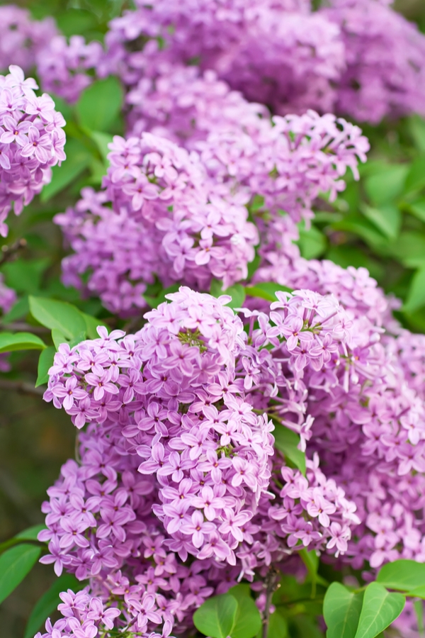 purple flowers | favorite flowers | flowers | garden | gardening | flower bed | yard | purple 