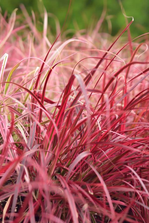 Short ornamental online grasses