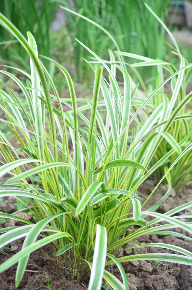 7 Dwarf Ornamental Grasses For Container Gardening ~ Bless My Weeds