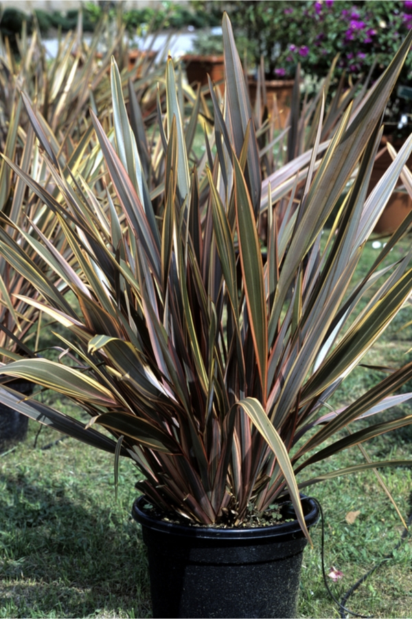 7 Dwarf Ornamental Grasses For Container Gardening ~ Bless My Weeds 