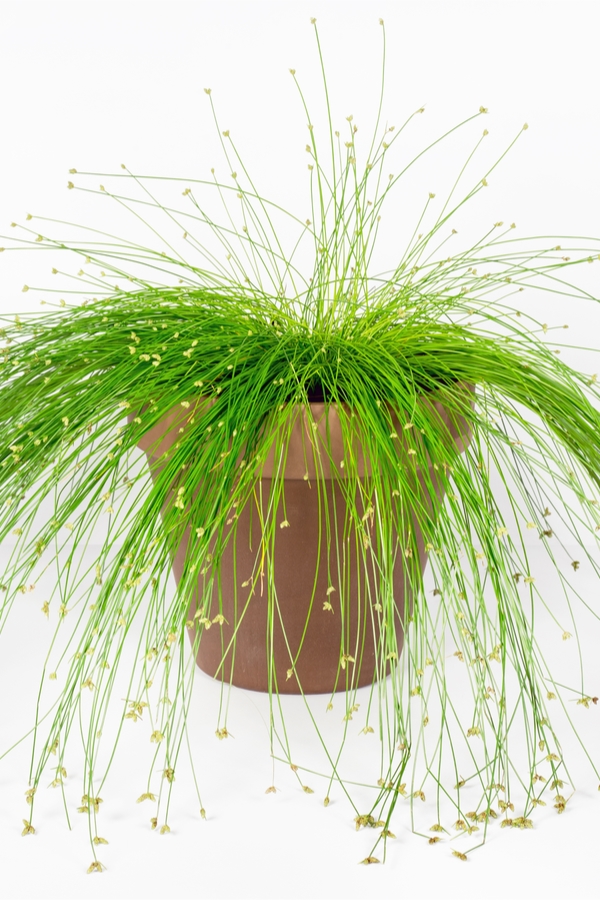 container gardening | dwarf ornamental grasses | garden | gardening | grass | grasses | ornamental grass | ornamental grasses 