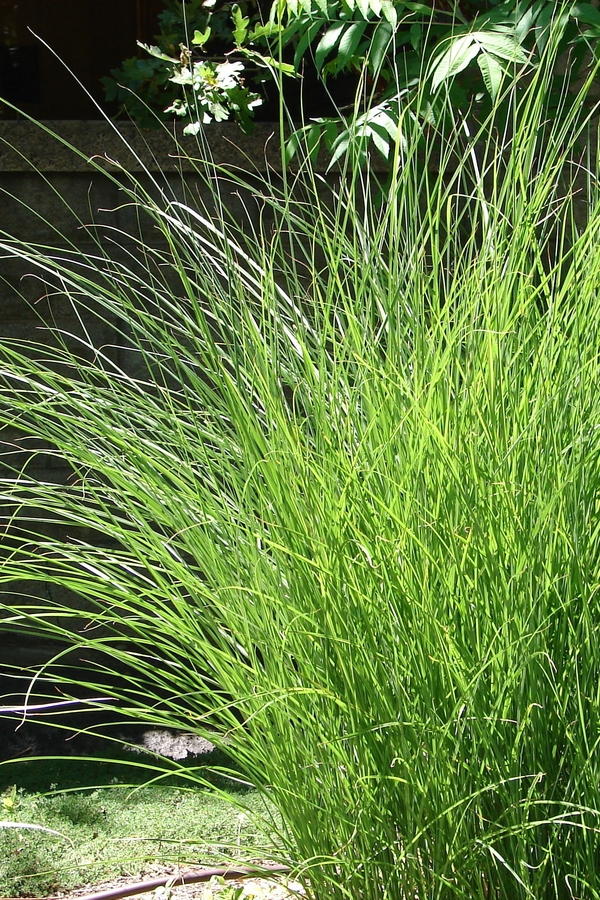 Hameln Dwarf Fountain Grass