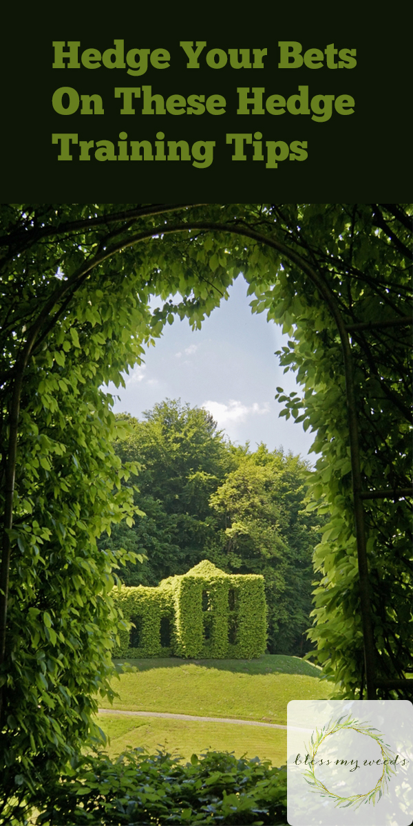 Hedge Your Bets On These Hedge Training Tips Bless My Weeds