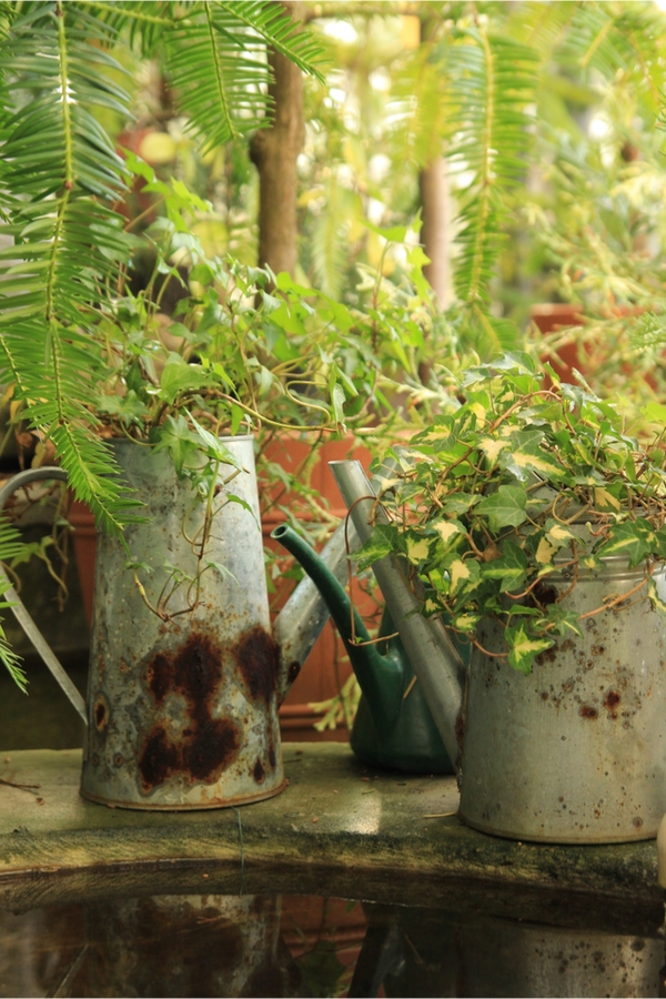 container gardening for beginners | container gardening | container gardening ideas | container gardening in cans | gardening | gardening for beginners | gardens 