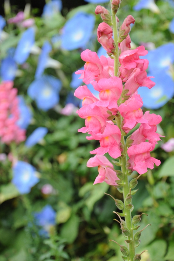 Pink Perennials | my favorite flowers | perennials | pink flowers | flowers | perennial flowers | garden | flower ideas | garden ideas 