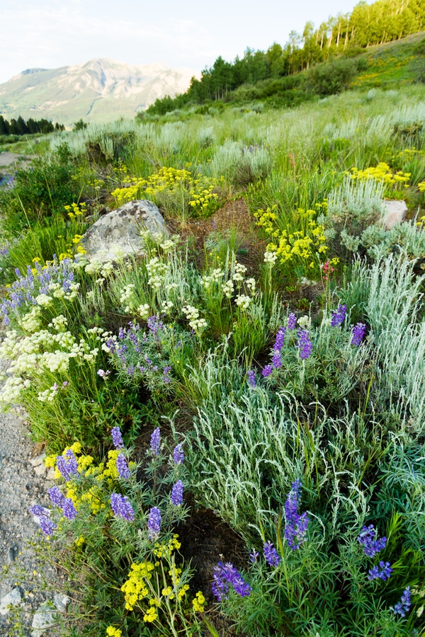 plants of the mountain west | indigenous inspiration | indigenous plants of the mountain west | mountain west | mountains | mountain west plants | plants | mountain plants 