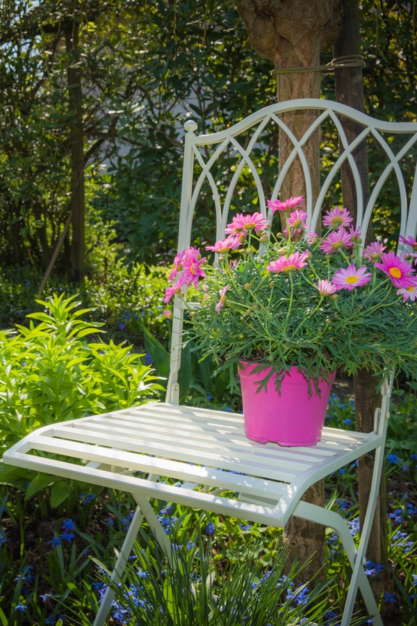 Pink Perennials | my favorite flowers | perennials | pink flowers | flowers | perennial flowers | garden | flower ideas | garden ideas 
