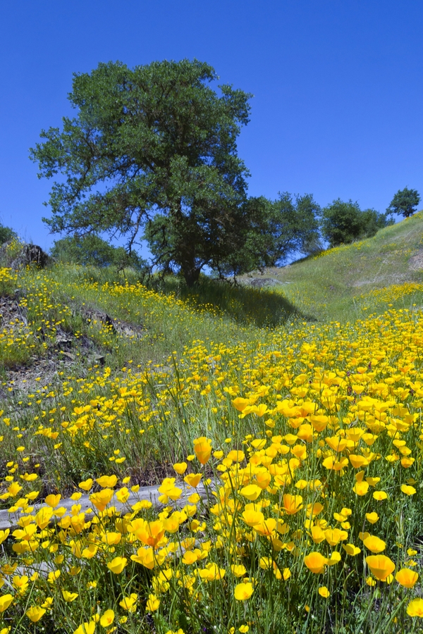 Plants Of Northern California | indigenous inspiration | plants | California | indigenous plants of California | flowers | native plants of California 