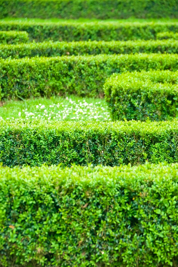 hedge training tips | hedges | landscape | landscape tips | hedging tips | hedging ideas | landscape ideas | garden | yard | backyard ideas 