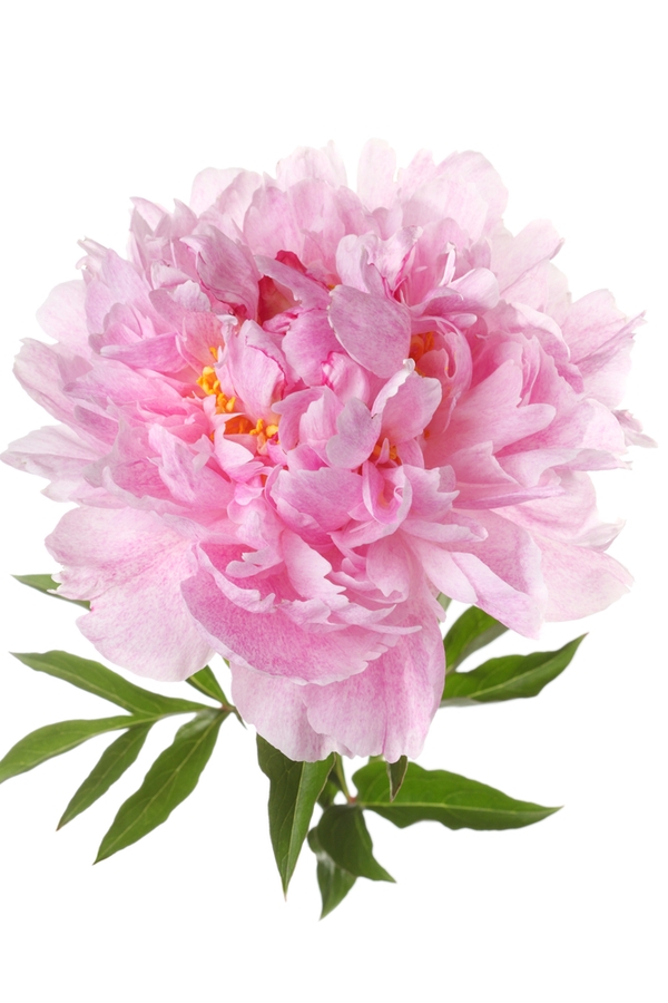 Pink Perennials | my favorite flowers | perennials | pink flowers | flowers | perennial flowers | garden | flower ideas | garden ideas 