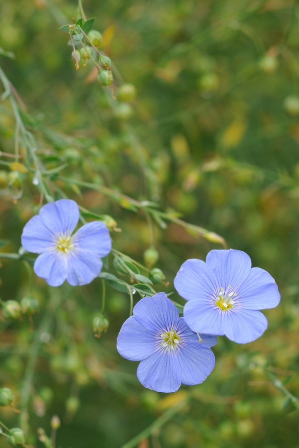 plants of the mountain west | indigenous inspiration | indigenous plants of the mountain west | mountain west | mountains | mountain west plants | plants | mountain plants 