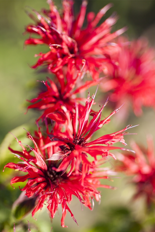 plants of the mountain west | indigenous inspiration | indigenous plants of the mountain west | mountain west | mountains | mountain west plants | plants | mountain plants 