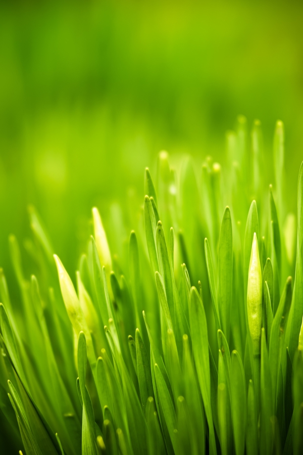 green up your lawn | ironite | lawn care tips | lawn | lawn care | green grass | green lawn | go green 