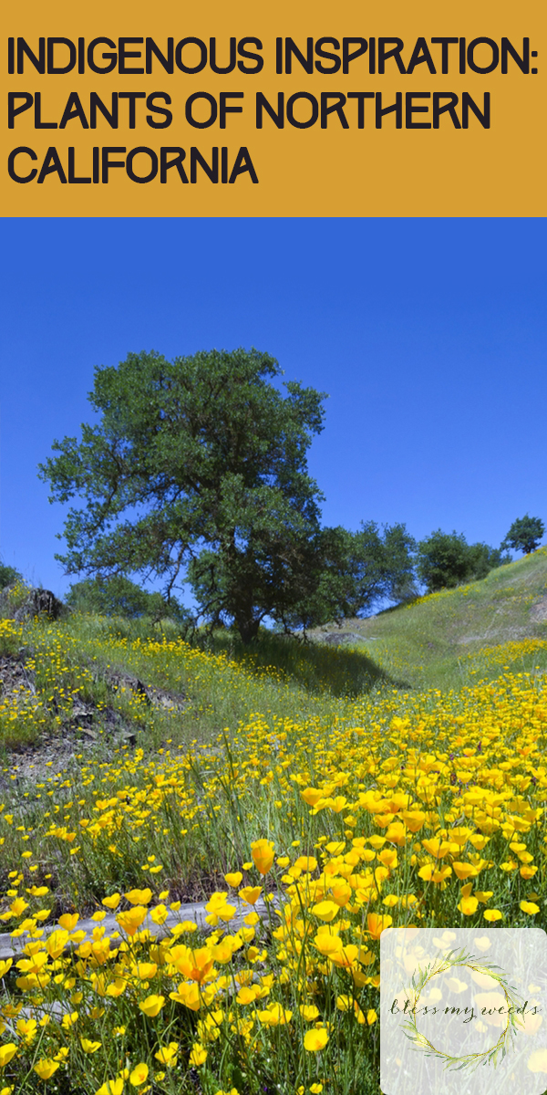 Indigenous Inspiration: Plants Of Northern California ~ Bless My Weeds