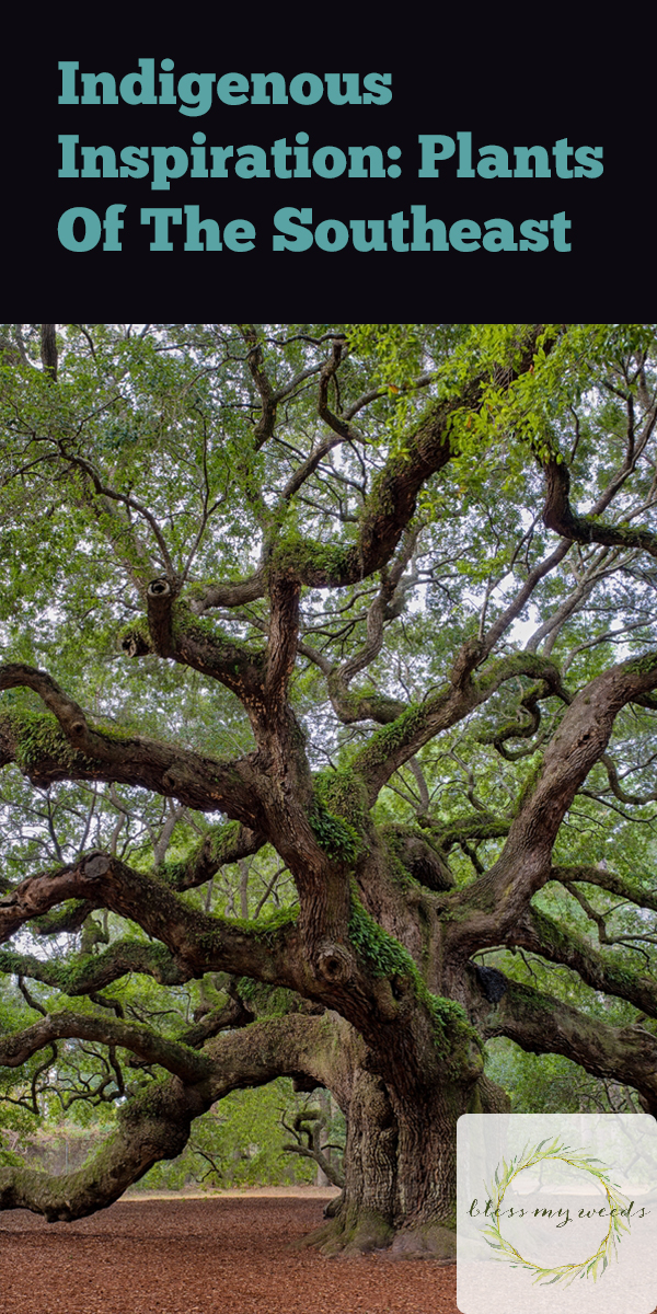 Indigenous Inspiration Plants Of The Southeast Bless My Weeds