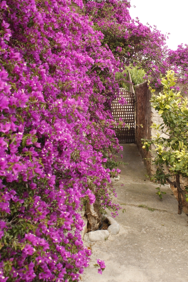 Green Screens Fast Growing Privacy Plants For Your Patio Bless