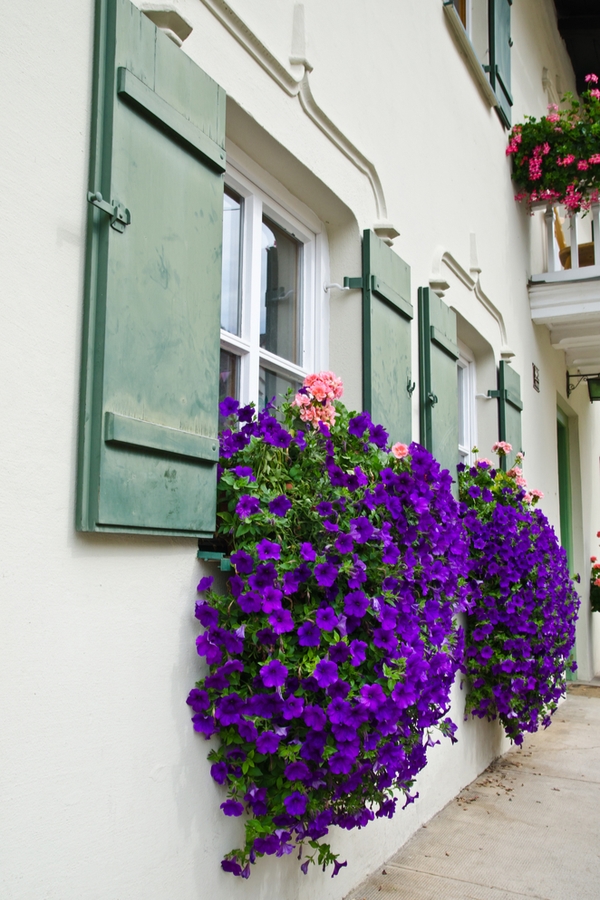 trailing plants for window boxes | flowers | window boxes | flowers for window boxes | hanging flowers | trialing plants | trailing flowers 