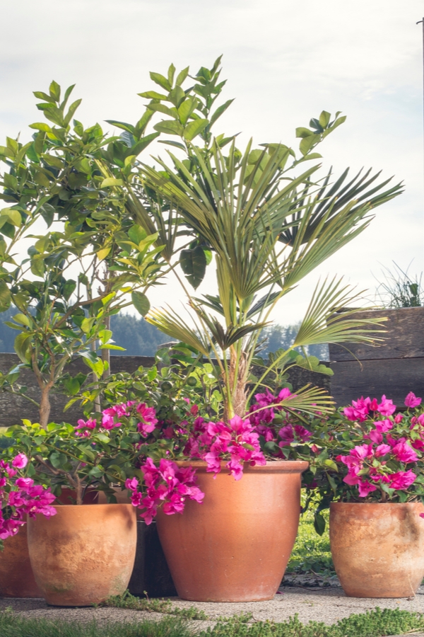 Green Screens: Fast-Growing Privacy Plants For Your Patio ...