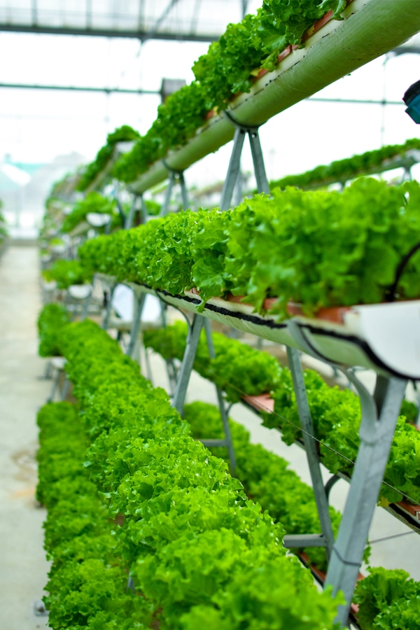 Rain Gutter Gardening