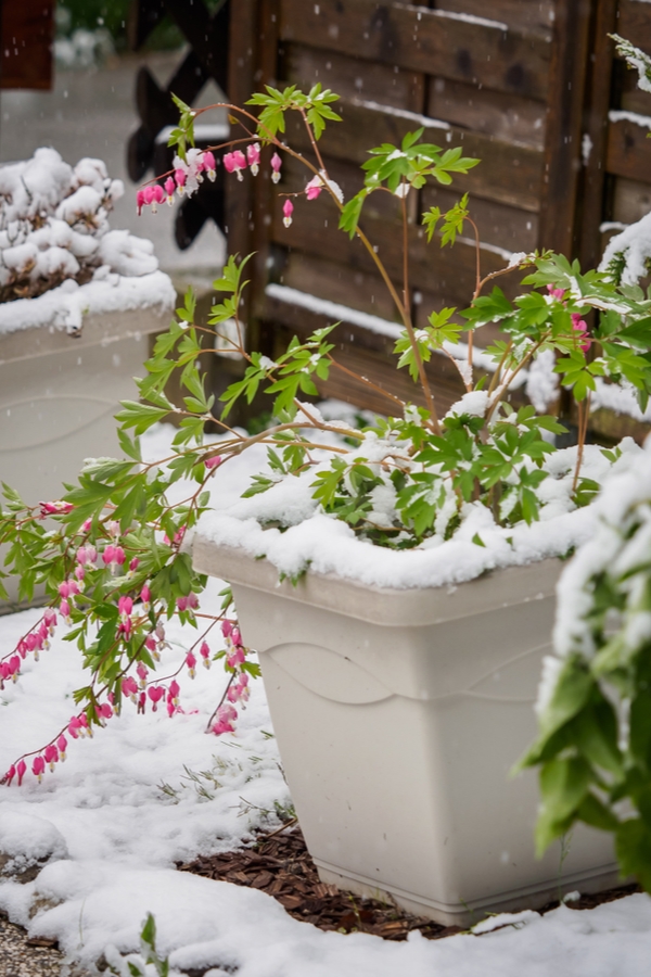 Tips To Survive an Unexpected Frost | garden | tips and tricks | unexpected frost | frost | gardening tips | unexpected frost tips | gardening 
