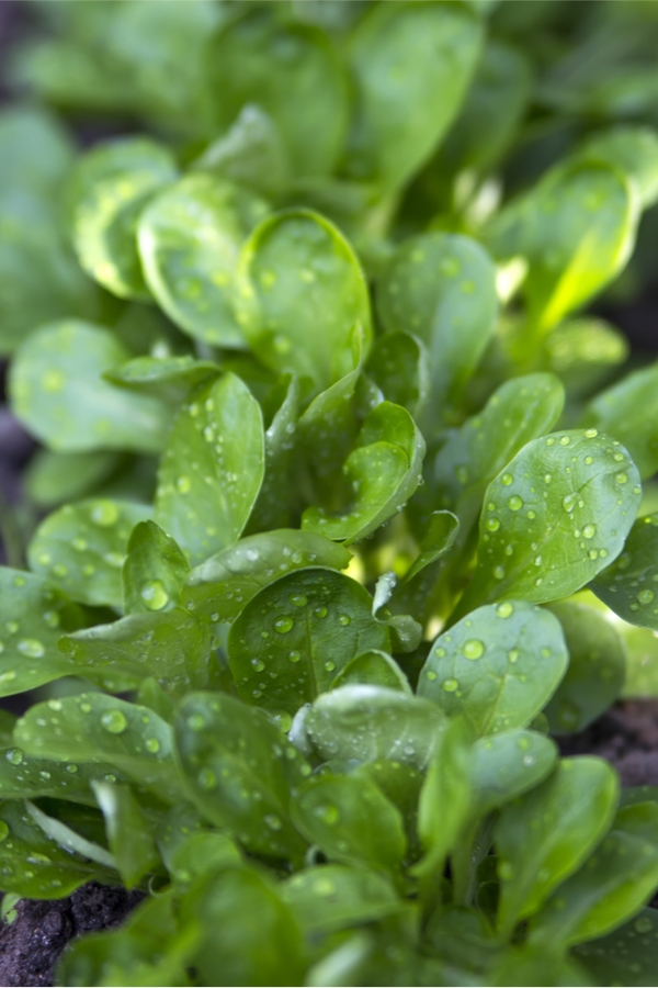 Rain Gutter Gardening | container gardening | garden | rain gutter | gardening | garden ideas | vertical gardening 