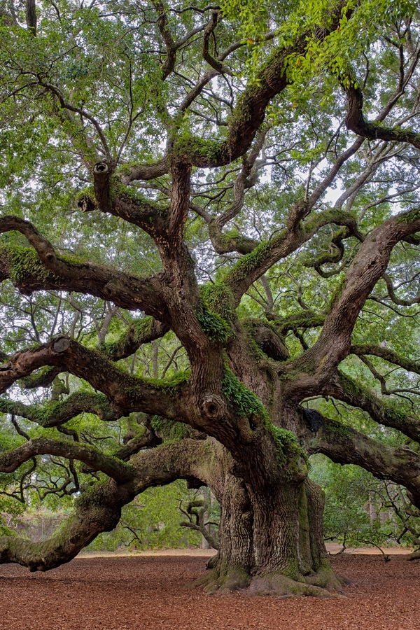 Plants of the Southeast