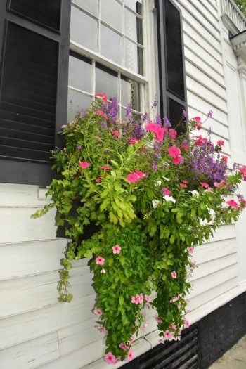 The Best Trailing Plants For Window Boxes ~ Bless My Weeds