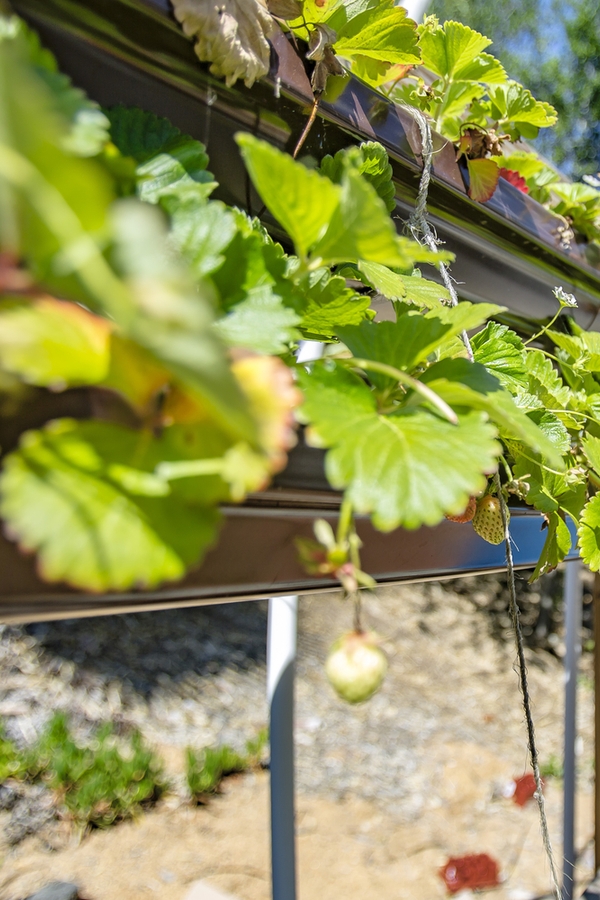 Rain Gutter Gardening | container gardening | garden | rain gutter | gardening | garden ideas | vertical gardening 