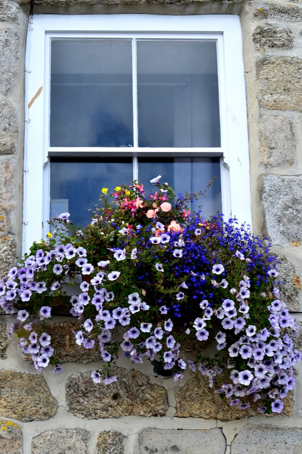 trailing plants for window boxes | flowers | window boxes | flowers for window boxes | hanging flowers | trialing plants | trailing flowers 