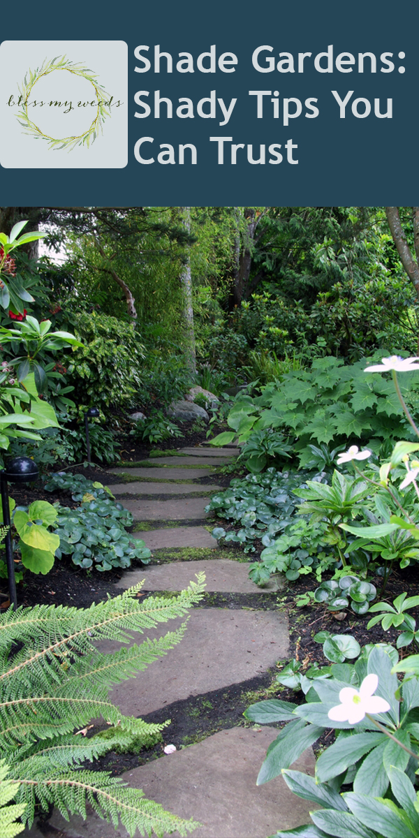 Shade Gardens Shady Tips You Can Trust Bless My Weeds - 