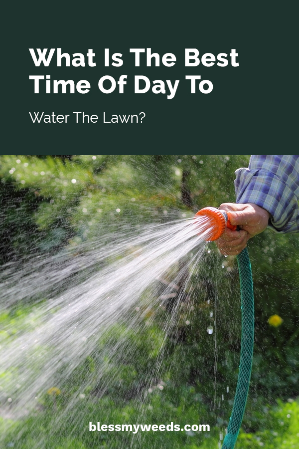 Best time of day store to water the lawn