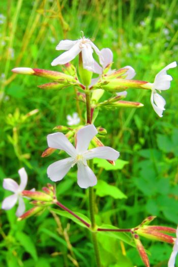 Soapwort | plant encyclopedia | saponaria officinalis | plants | plant guide | flowers | wildflower | perennial 