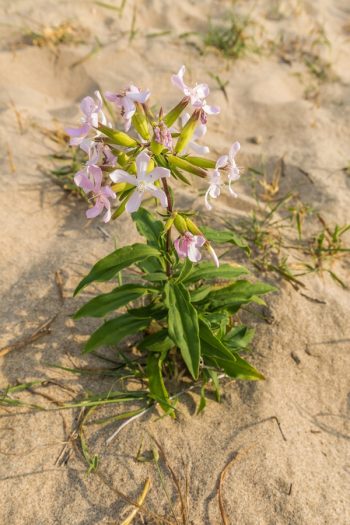 Soapwort | plant encyclopedia | saponaria officinalis | plants | plant guide | flowers | wildflower | perennial 