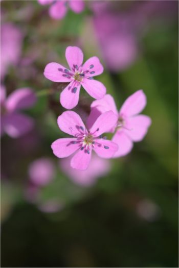 Soapwort | plant encyclopedia | saponaria officinalis | plants | plant guide | flowers | wildflower | perennial 