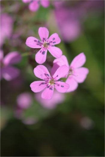 Plant Encyclopedia: Soapwort