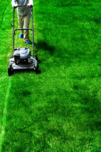 Tips To A Green Lawn | summer lawn care | tips and tricks | tips to a green lawn | lawn | green lawn | summer | how to have a green lawn all summer 