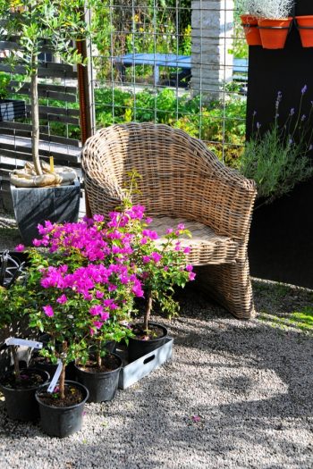 Shade Gardens | shade garden tips | tips and tricks | shade | gardens | garden ideas | gardening | gardening tips 