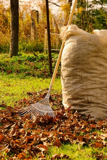 Fall Gardening Checklist: Gardening Tips-Blessmyweeds.com