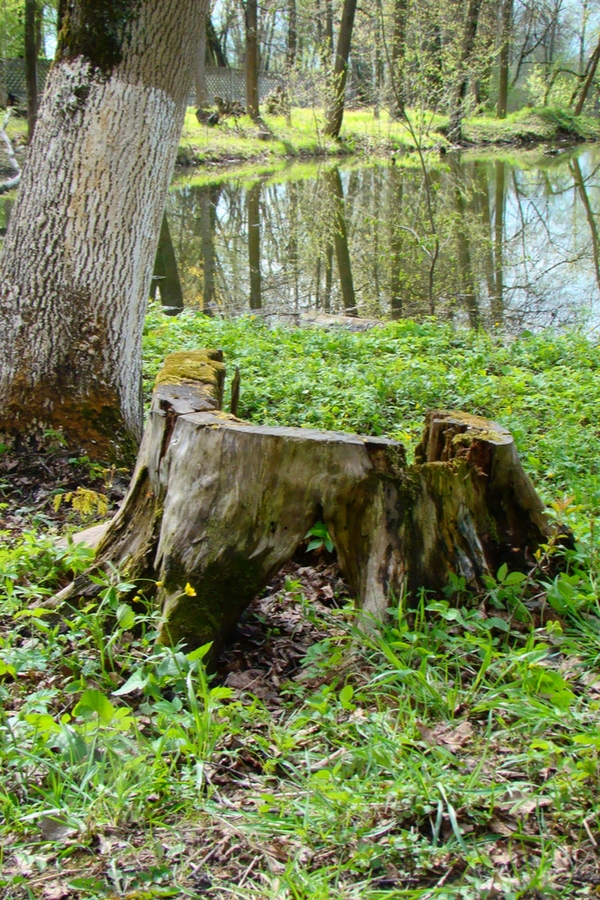 remove a tree stump