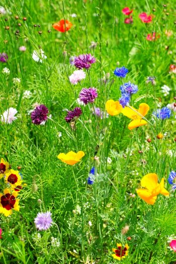 Plant Wildflowers | when to plant wildflowers | wildflowers | garden | flowers | gardening | wildflower garden 