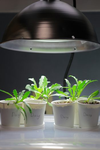 LED Grow Light Bulbs | indoor plants | led | led light bulbs | grow light bulbs | plants 