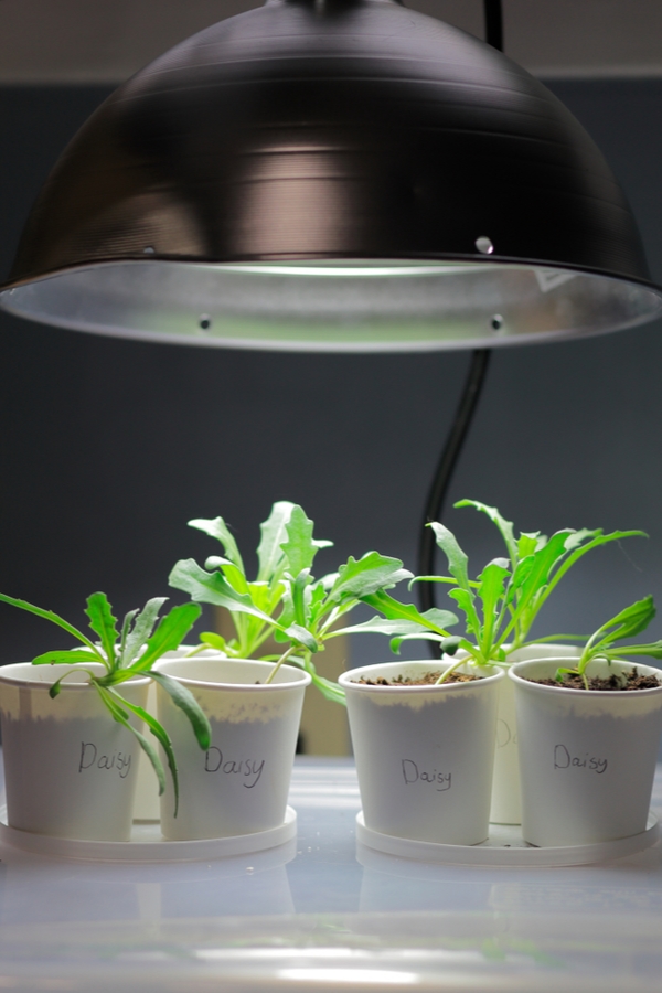 Help Your Plants Grow With LED Grow Light Bulbs Bless My Weeds