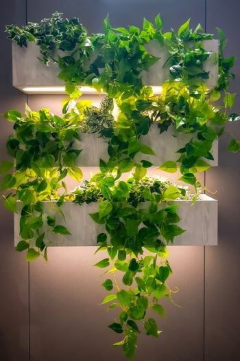 LED Grow Light Bulbs | indoor plants | led | led light bulbs | grow light bulbs | plants 